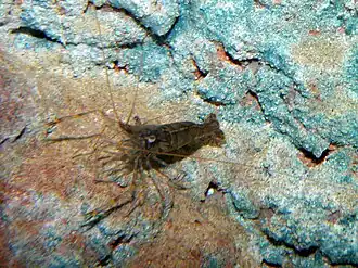 Pandalus latirostris во Владивостокском океанариуме