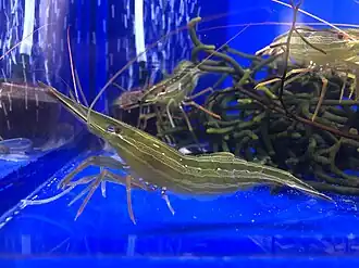 Pandalus latirostris