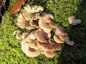 Панеллюс вяжущий (Panellus stipticus)