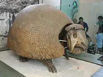 Скелет и панцирь Panochthus frenzelianus