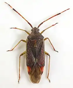 Pantilius tunicatus