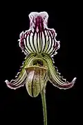 Paphiopedilum fairrieanum