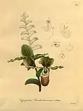 Paphiopedilum victoria-regina ботаническая иллюстрация из книги "Xenia Orchidacea" 1900 г.