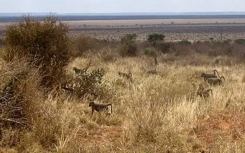 Бабуины в саванне