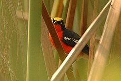 Крикливый певчий сорокопут