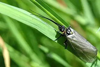 Ручейник Parachiona picicornis