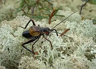 Роющий предкузнечик