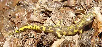 Paradactylodon gorganensis