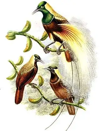 Императорская райская птица