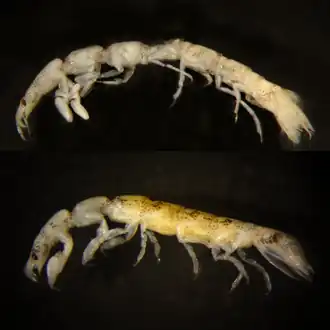 Paranthura japonica, самец выше, самка ниже