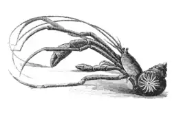 Parapagurus abyssorum