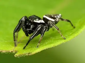 Paraphidippus aurantius