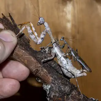 Спаривание Parasphendale affinis