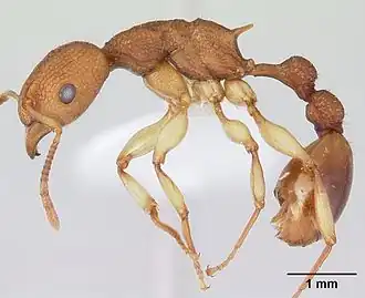 Рабочий муравей Paratopula macta