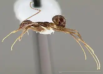 Муравей Paratrechina longicornis