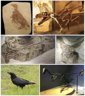 1-й ряд: конфуциусорнис, дромеозавр;
2-й ряд: микрораптор, анхиорнис;
3-й ряд: ворон, троодонтид из Принс-Крик[англ.]