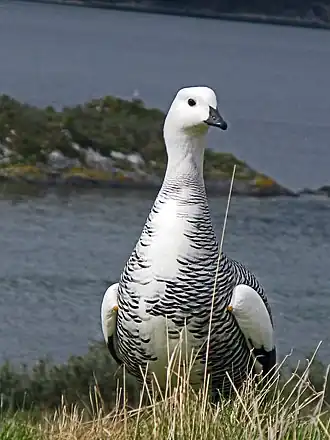 Магелланов гусь (Chloephaga picta)