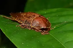 Pseudophoraspis sp., взрослая особь с личинками, о. Калимантан