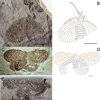 Paristopsyche angelineae
