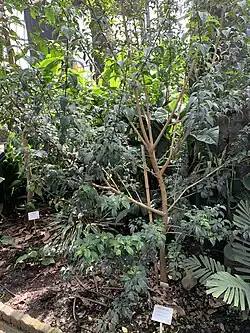 Parmentiera stenocarpa