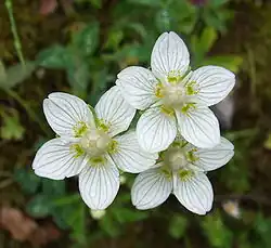 Белозор болотный18 марта 2010