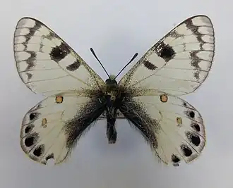 Parnassius loxians tashkorensis