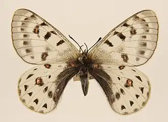 Parnassius tenedius