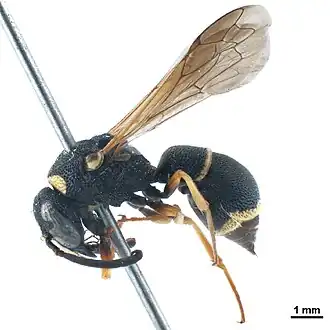 Parodontodynerus ephippium
