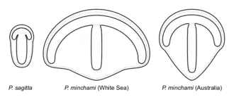 Палеонтологическая реконструкция видов парванкорин