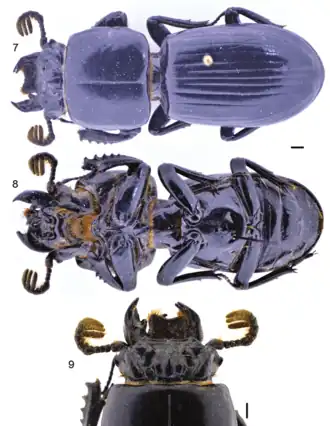 Passalus canoi