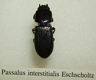 Passalus interstitialis
