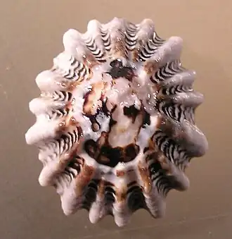 Раковина, вид сверху