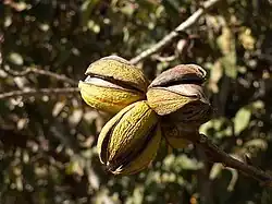 Спелые орехи пекан на дереве