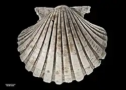 Pecten novaezelandiae