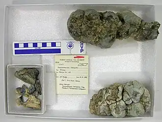 Ископаемые зубы Pediolophodon campester