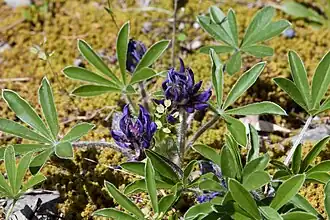 Pediomelum subacaule