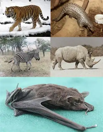  Сверху (Ferae): амурский тигр (хищные), китайский панголин (панголины). По середине (непарнокопытные): бурчелловы зебры, белый носорог.  Снизу сейшельский мешкокрыл (рукокрылые).