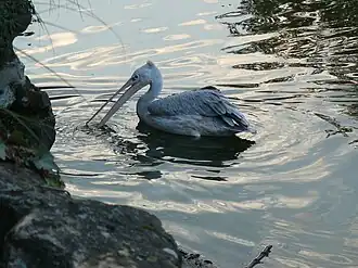 Розовоспинный пеликан ловит рыбу