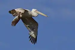 Кудрявый пеликан на озере Курлады