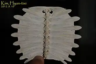 Карапакс снизу