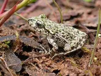 Пятнистая крестовка