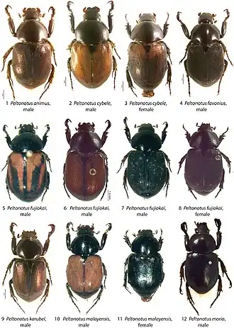Виды рода Peltonotus: 1. Peltonotus animus, самец; 2–3. Peltonotus cybele, самец и самка; 4. Peltonotus favonius, самец; 5–7. Peltonotus fujiokai, самцы (две вариации); 8. Peltonotus fujiokai, самка; 9. Peltonotus karubei, самец; 10–11. Peltonotus malayensis, самец и самка; 12. Peltonotus morio, самец.