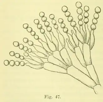 Иллюстрация Р. Вестлинга (1911)