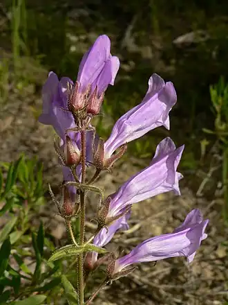 Цветки Penstemon_fruticosus
