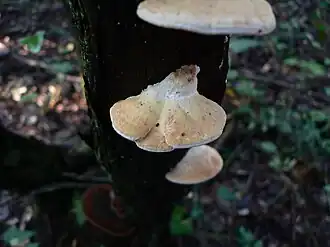 Переннипория охряно-белая (Perenniporia ochroleuca)