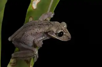 Nyctimantis bokermanni