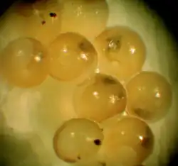 Яйца Perforatella bidentata на 14 дне инкубации