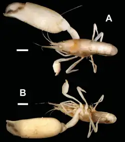 Periclimenaeus mcmichaeli