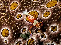 Periclimenes imperator на морском огурце