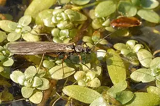Веснянка окаймлённая (Perla marginata)
